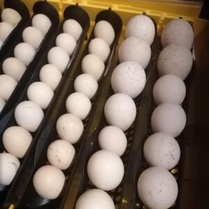 Ocellated Turkey Eggs