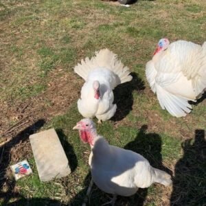 Midget White Turkey
