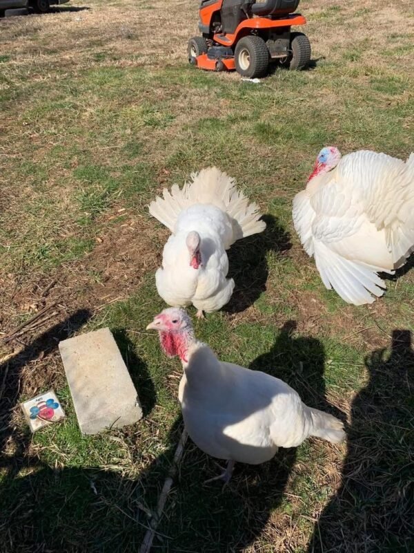 Midget White Turkey
