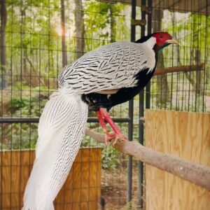 Silver Pheasant