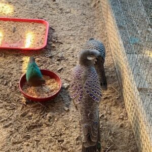 Grey Peacock Pheasants