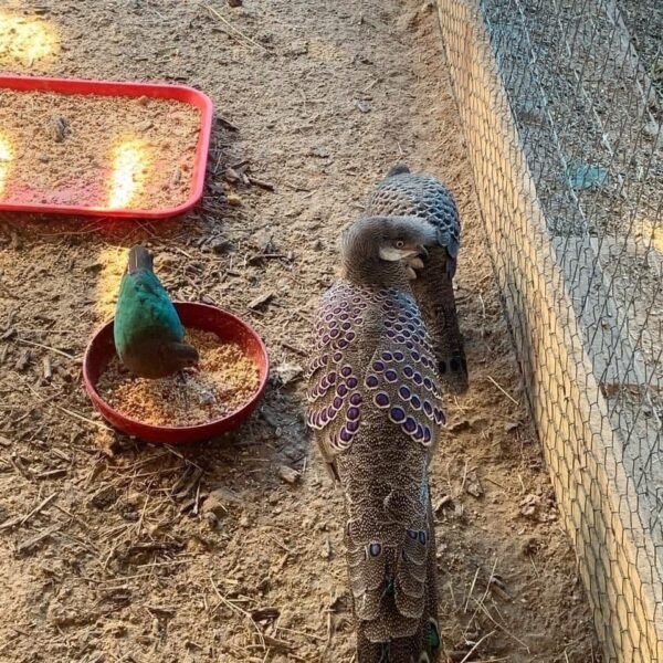 Grey Peacock Pheasants