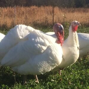 Broad breasted turkeys
