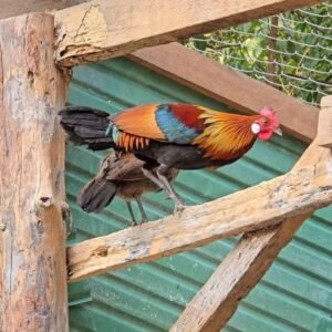 Red Jungle Fowl