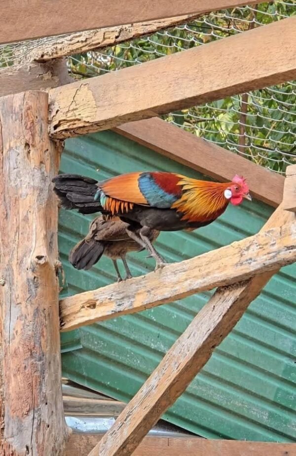 Red Jungle Fowl