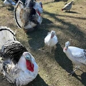 Heritage turkeys