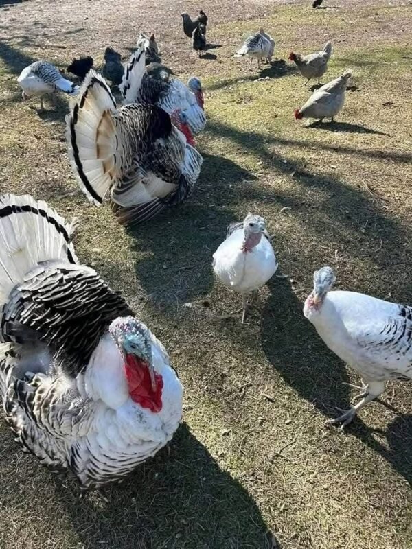 Heritage turkeys