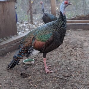 Ocellated Adult Turkeys