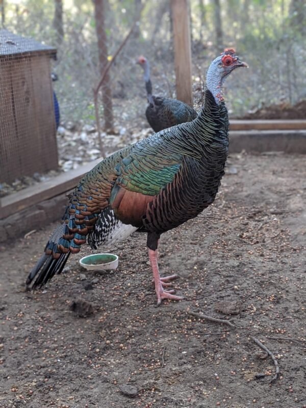 Ocellated Adult Turkeys