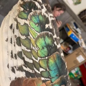 Ocellated Turkey Feathers