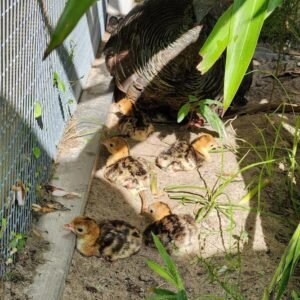 Ocellated Turkey Chicks