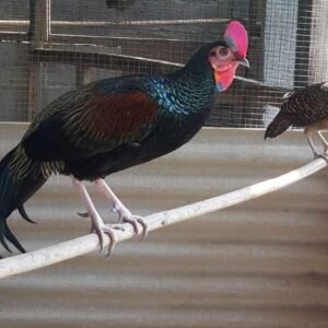Green Jungle Fowl