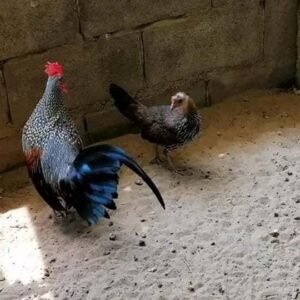Grey Jungle Fowl