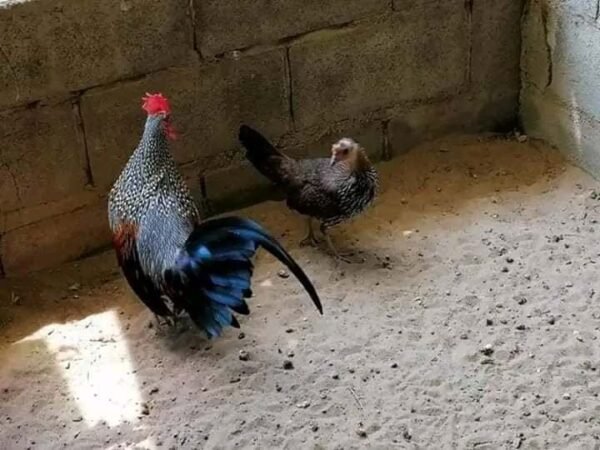 Grey Jungle Fowl
