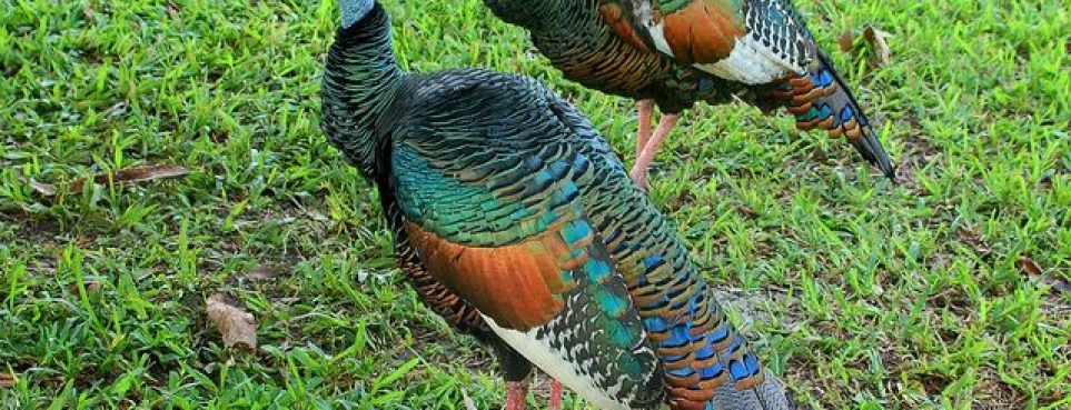 Ocellated Turkey (1) Ocellated Turkey (1)